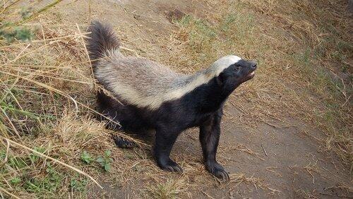 Honey Badgers: Masters of Mayhem Honey Badgers: Masters of Mayhem