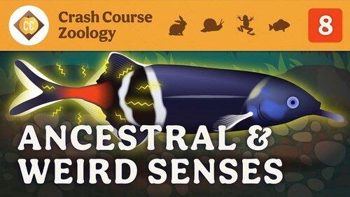 Ancestral & Weird Senses Ancestral & Weird Senses