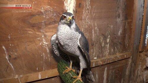 Keeping a Hawk Eye on the Sky! Keeping a Hawk Eye on the Sky!