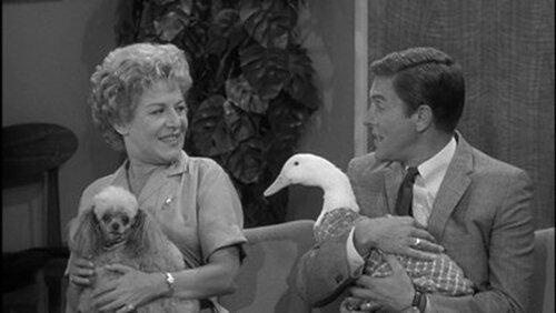 Never Name a Duck Never Name a Duck