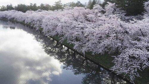 Spring Splendor in Hirosaki Spring Splendor in Hirosaki