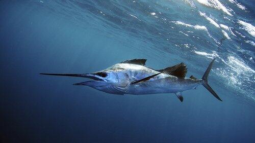 Superfish Superfish