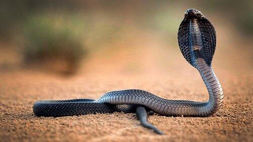 One Million Snake Bites One Million Snake Bites