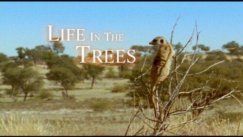 Life in the Trees Life in the Trees