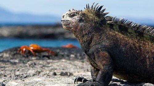 Galapagos: Darwin's Eden Galapagos: Darwin's Eden