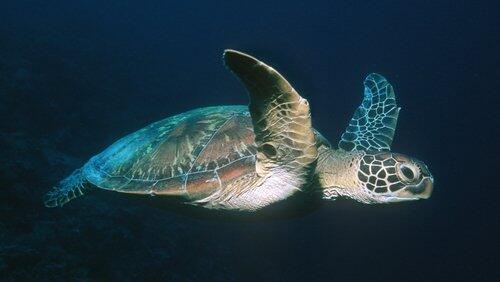 Voyage of the Lonely Turtle Voyage of the Lonely Turtle