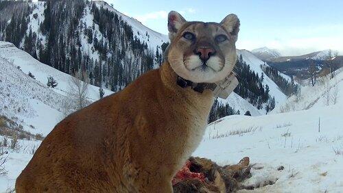 Mountain Lions: Big Cats in High Places Mountain Lions: Big Cats in High Places