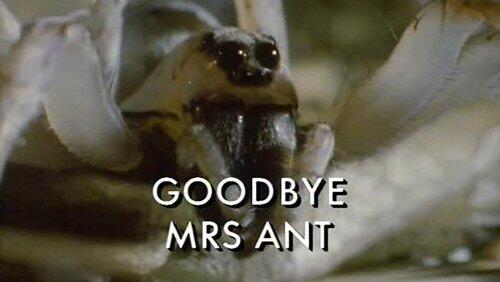 Goodbye Mrs. Ant Goodbye Mrs. Ant