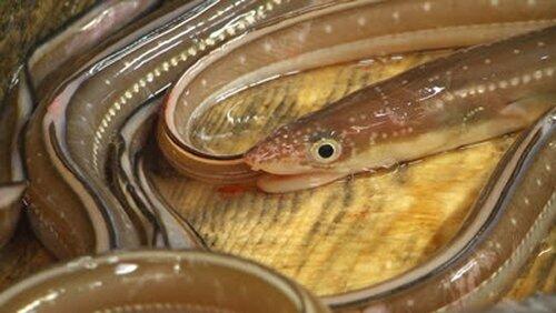 Anago Anago