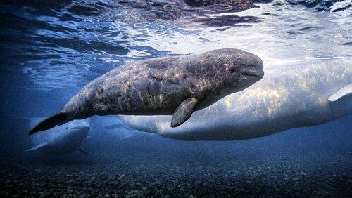 Beluga Kingdom Beluga Kingdom
