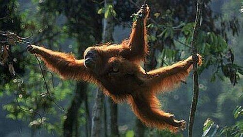 Orangutans, The High Society