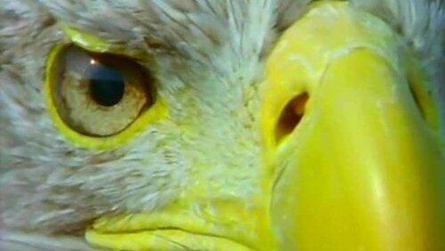 The Eagle Has Landed The Eagle Has Landed