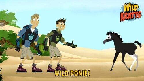 Wild Ponies Wild Ponies