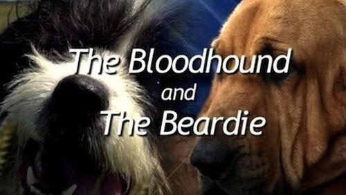 The Bloodhound and the Beardie The Bloodhound and the Beardie