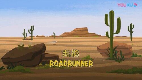 Road runner Road runner