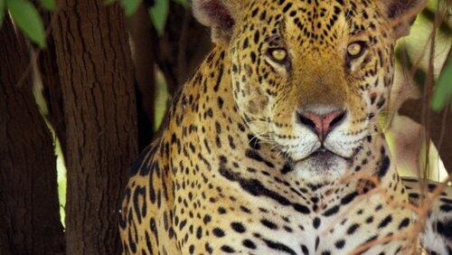Jaguar Den Jaguar Den