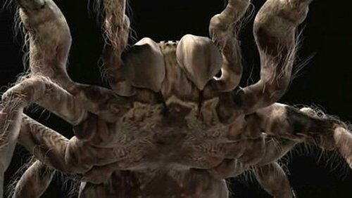 Monster Spiders Monster Spiders