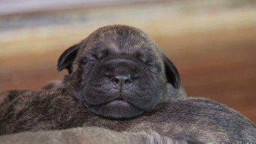 Little Lion Pups Little Lion Pups