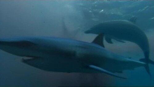 Saved by Dolphins Saved by Dolphins