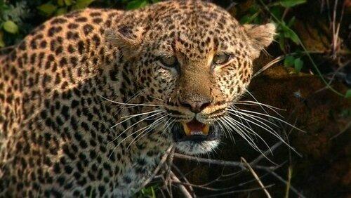 Revealing the Leopard Revealing the Leopard
