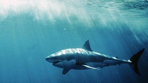 White Shark/Red Triangle White Shark/Red Triangle