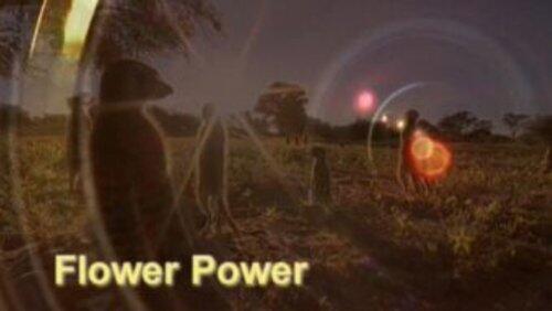 Flower Power Flower Power