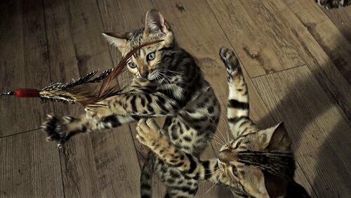 Pets: Wild At Heart: Playful Creatures Pets: Wild At Heart: Playful Creatures