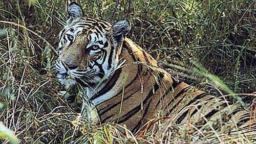 Tigers of the Emerald Forest Tigers of the Emerald Forest
