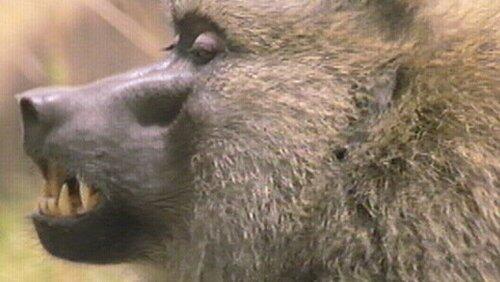 Inside the Animal Mind Part Two: Do Animals Have Emotions? Inside the Animal Mind Part Two: Do Animals Have Emotions?