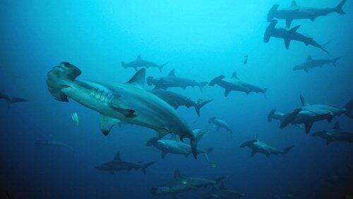 Shark Mountain Shark Mountain