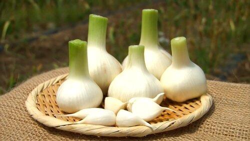 Garlic Garlic