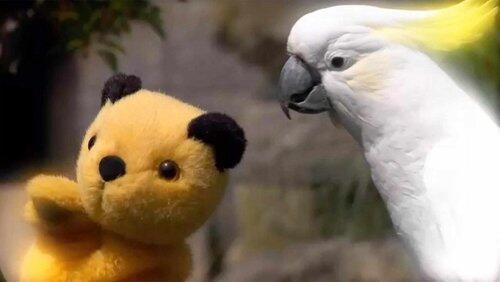 Who's a Clever Bird? Who's a Clever Bird?