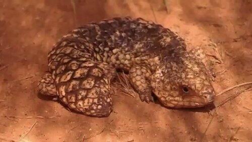 Shingle Back Lizard Shingle Back Lizard