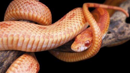 The Reptiles: Snakes The Reptiles: Snakes