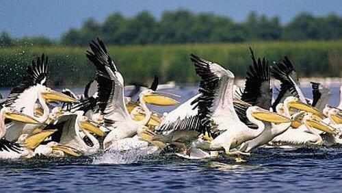 Danube Delta - Europe Untamed