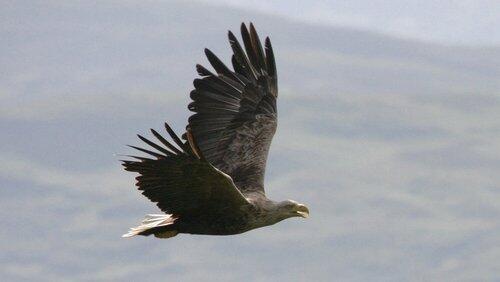 Eagles of Mull Eagles of Mull