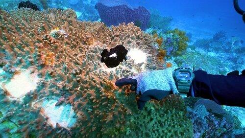 Reefs Reefs