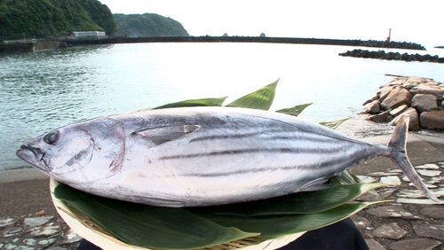 Katsuo Katsuo