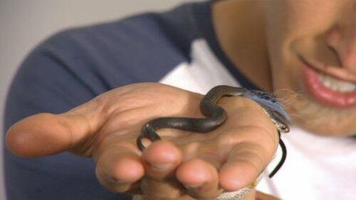 Tiger Snake Tiger Snake