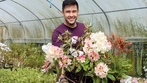 Rhododendrons and Carnations Rhododendrons and Carnations