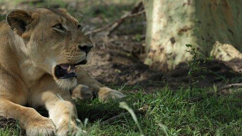 Lion Mystery