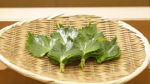 Shiso Shiso