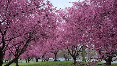 Cherry Trees Cherry Trees