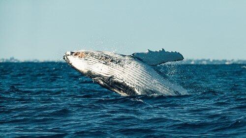 Humpback Songs Humpback Songs