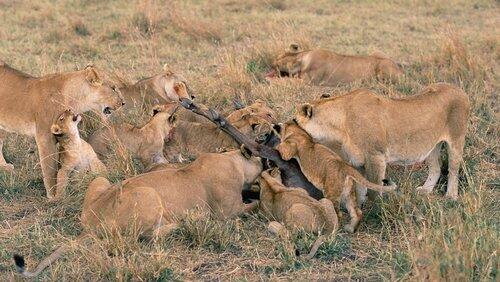 Serengeti Serengeti