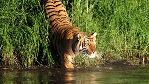 Man-Eating Tigers of the Sundarbans Man-Eating Tigers of the Sundarbans