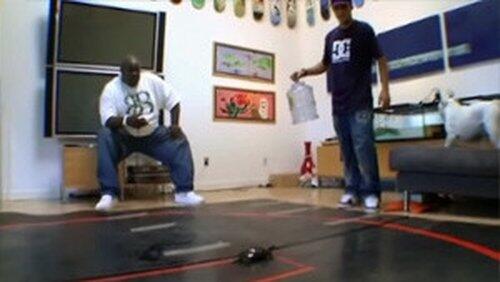Racing Turtles Racing Turtles