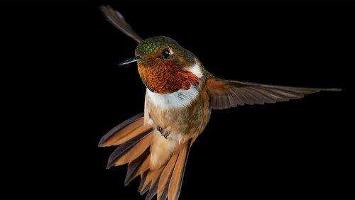 Hummingbirds: Magic in the Air Hummingbirds: Magic in the Air