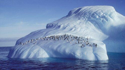Penguins of the Antarctic Penguins of the Antarctic