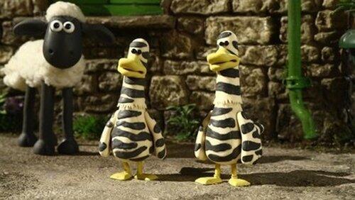 Zebra Ducks of the Serengeti Zebra Ducks of the Serengeti